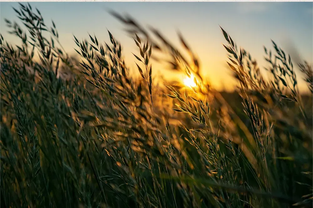 Rechargement de prairie à Flavignac